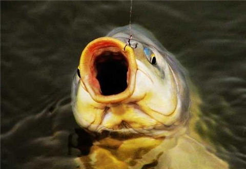 冬季釣鯽魚的難點這樣解決