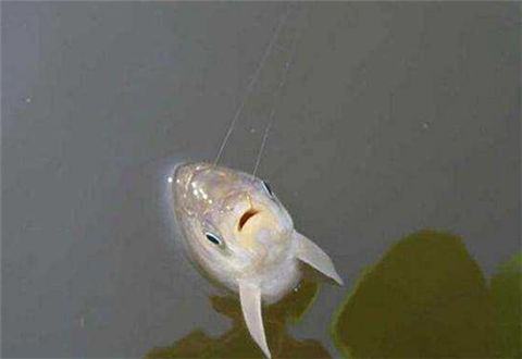 鰱鳙魚低溫作釣有哪些技巧？