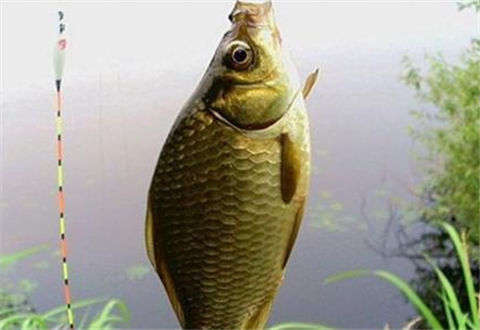 掌握這幾個秘技，冬天野外溝渠釣魚定能爆護不斷