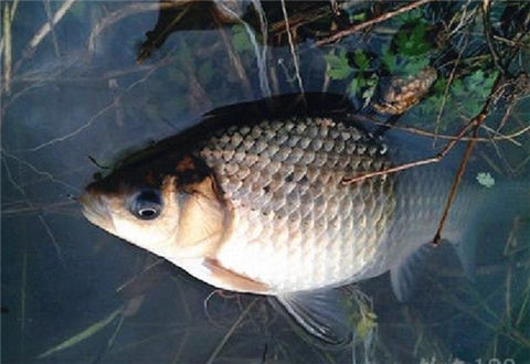 冬釣學這幾招，讓你每次釣魚都滿載而歸