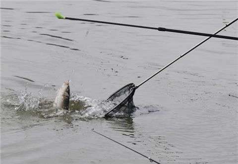 立冬過后，三分鐘解決野釣鯽魚的兩大難題