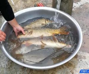 德陽繼光水庫 遠投起鯉魚