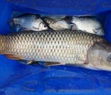 解析不同目標魚上鉤時的浮漂呈現狀態