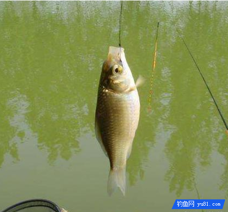 釣魚技巧:小魚鬧鉤釣不到大鯽魚?這些你需要了解