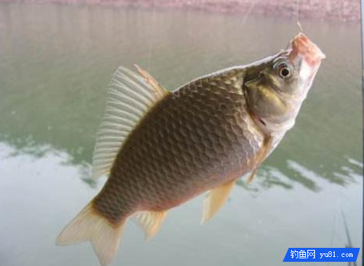 釣魚技巧:小魚鬧鉤釣不到大鯽魚?這些你需要了解
