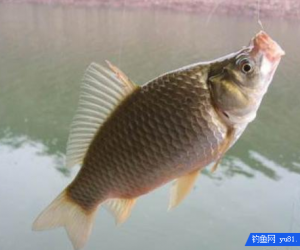 釣魚技巧：小魚鬧鉤釣不到大鯽魚？這些你需要了解