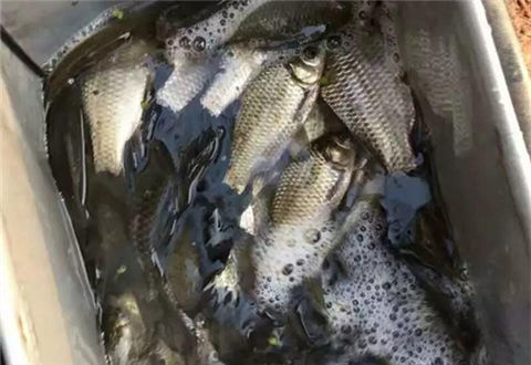 釣魚用幾號鉤，這張圖可以詳細的告訴你