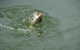 要想漁獲多，釣魚跟氧走