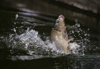 全面了解釣魚最好的起竿時機