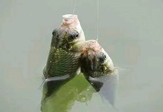 老釣手對新手釣魚人的10個忠告