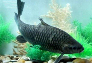 軍魚和青波到底是不是一種魚？