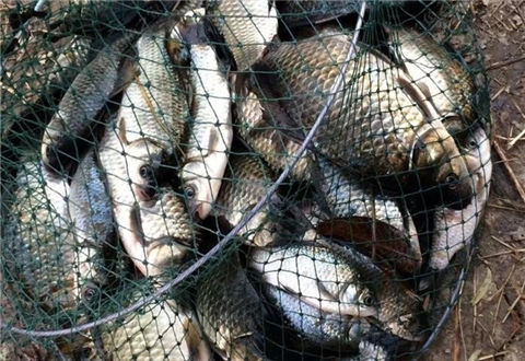 選對魚鉤去釣魚，冬季釣鯽不封竿