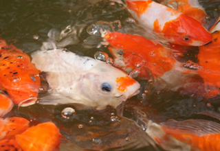 有魚訊卻不見魚的原因及應對
