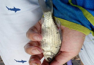 如何合理使用子線避免跑魚？