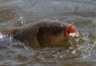 根據魚星魚泡找魚的5個經驗之談