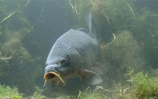 不同釣法不同魚吃餌咬鉤的魚訊特點