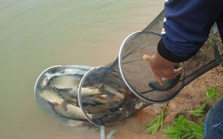 看動物昆蟲行為預知釣魚漁獲