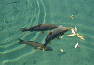 這些冷門的釣魚小技巧很使用，釣魚新手必知！