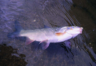 釣魚8個基礎知識點，新手要收藏