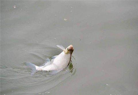 釣魚什么時候釣靈，什么時候釣頓？