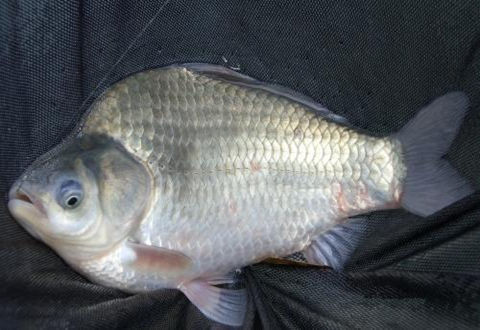 釣魚時經常有口無魚，到底是什么原因？