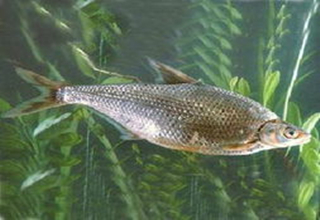 資深釣魚人的9個釣魚經驗