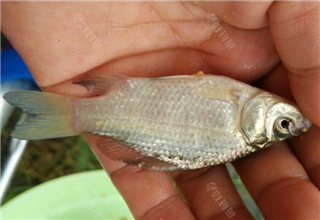 新手釣魚需知的釣前準備及注意事項