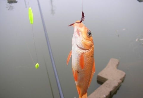 初學釣魚9大禁忌，你有犯忌嗎？