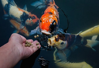 釣魚人必知的魚類攝食特點和食物偏好