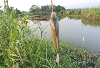 中老年釣魚人如何提高釣技？