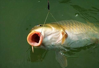 新手釣魚實用的釣魚技巧
