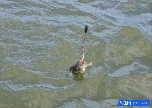 釣魚經常脫鉤跑魚?新釣友來看看這幾個方法