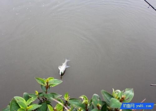 釣魚經常脫鉤跑魚?新釣友來看看這幾個方法
