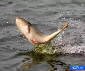 釣魚經常跑魚脫鉤？新手釣友來學學這幾個方法