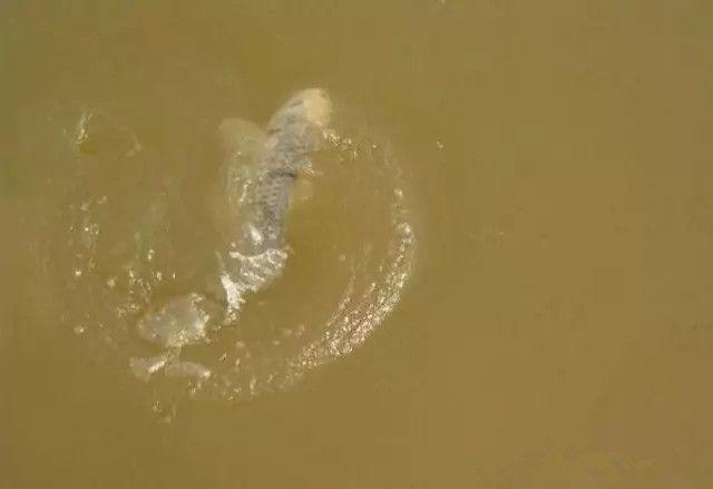 釣魚實用技巧：冬釣深淺？老釣友教你淺水選擇釣點釣魚技巧