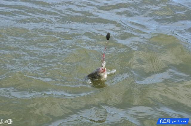 冬天釣魚,特別鯽魚,我把經驗分享給釣友們,上魚夠牛!