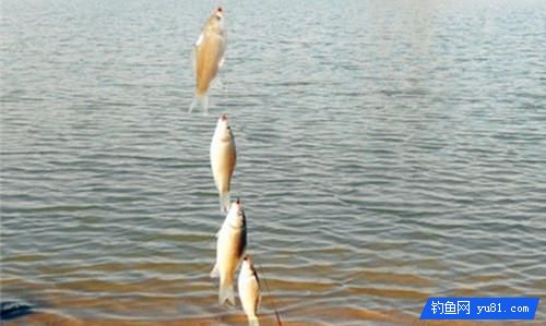 掌握這5種串鉤釣魚方法，快速上魚一整天，過癮！