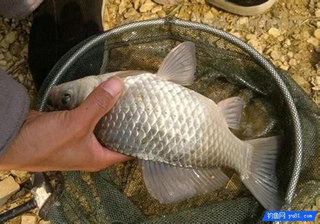 冬季釣魚先找鯽魚窩，準能上大鯽！釣友們趕緊收藏