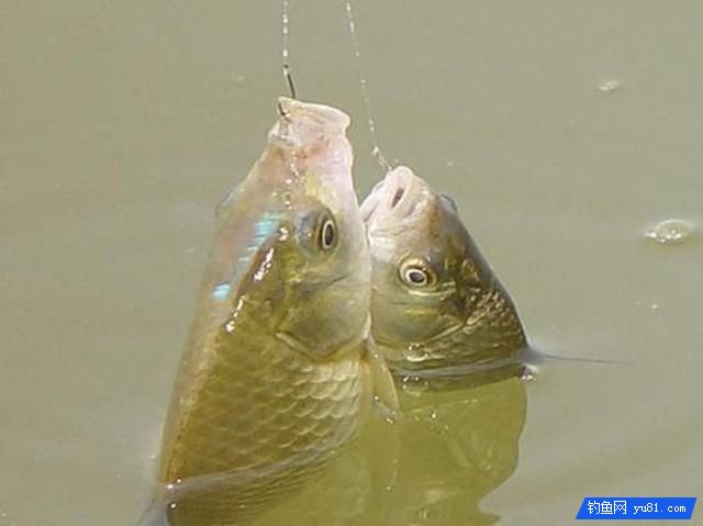 冬季釣魚先找鯽魚窩，準能上大鯽！釣友們趕緊收藏