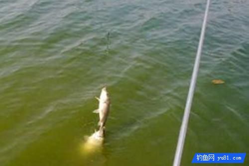 掌握這5種串鉤釣魚方法，快速上魚一整天，過癮！