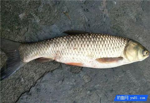 四種釣法，全面覆蓋釣草魚技巧！