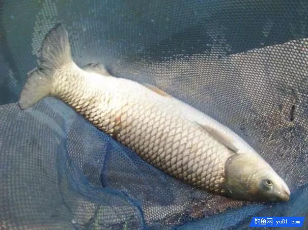 四種釣法，全面覆蓋釣草魚技巧！