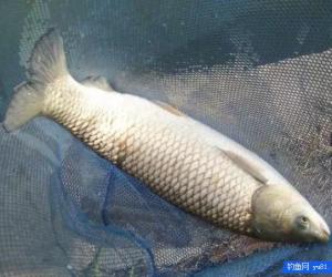 四種釣法，全面覆蓋釣草魚技巧！