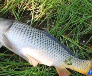 春季水庫釣鯉魚，釣位選擇和垂釣技巧跟其他季節大不同