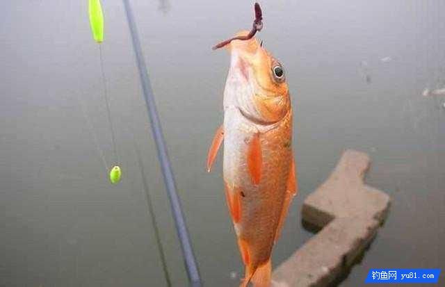 冬季野釣還能這樣用蚯蚓？釣魚新手表示這樣做估計不會上魚！
