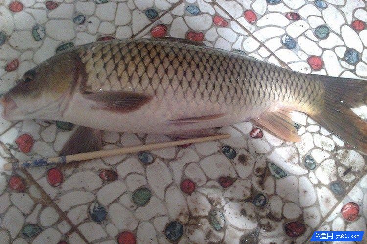 餌料里面加入十三香來釣魚 鯉魚瘋咬魚鉤