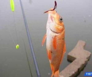 怎樣用蚯蚓釣魚上魚快