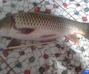 餌料里面加入十三香來釣魚 鯉魚瘋咬魚鉤