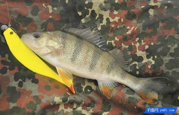 真后悔，現在才知道岸釣鱸魚不為人知的7個小妙招