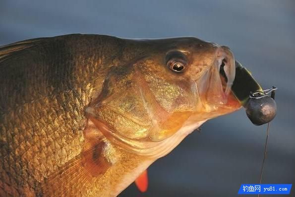 真后悔，現在才知道岸釣鱸魚不為人知的7個小妙招